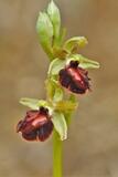 Ophrys sphegodes