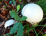 Amanita ovoidea