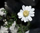 Achillea dei macereti