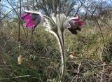 Pulsatilla montana