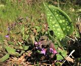 Pulmonaria officinalis