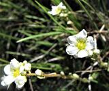 Saxifraga paniculata, Saxifragaceae.