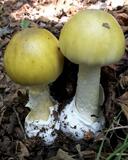 Amanita phalloides