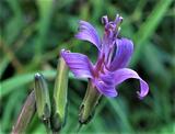 Prenanthes purpurea