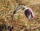 Pulsatilla montana