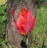 Tulipa radii o agenesis