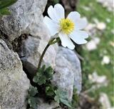 Ranunculus alpestris