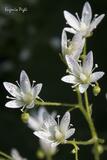 Saxifraga rotundifolia