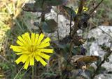 Hieracium sabaudum