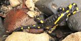 Salamandra pezzata