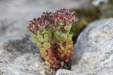 Sedum atratum