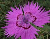 Dianthus seguieri