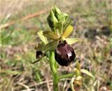 Ophrys sphegodes