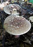 Amanita rubescens