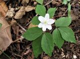 Anemone trifolia