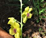 Verbascum blattaria