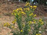 Hypericum perforatum subsp. veronense (Schrank) Ces