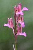 Anacamptis papilionacea