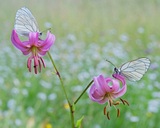 Aporia crataegi su giglio martagone