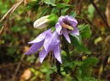 Campanula selvatica