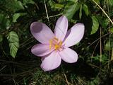 Colchicum autumnale