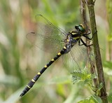 Cordulegaster bidentata