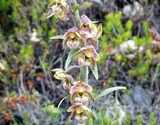 Epipactis atrorubens x helleborine