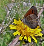 Erebia ottomana