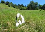 Eriophorum latifolium