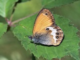 Coenonympha