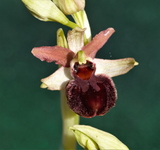 Ophrys sphegodes