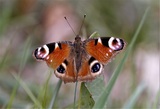 Aglais io