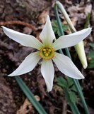 Narcissus poeticus