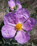 Cistus albidus