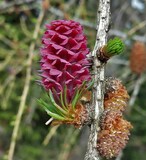 Larix decidua