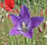 Campanula ramosissima