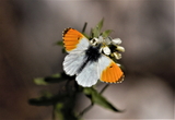 Anthocharis cardamine