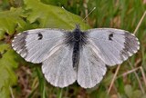 Anthocharis cardamines femmina