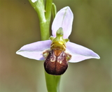 Ophrys apifera