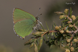 Callophrys rubi