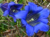 Gentiana clusii