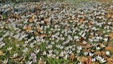 Crocus biflorus