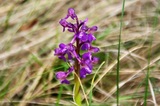 Orchis morio