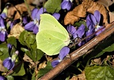 Gonepteryx rhamni