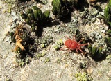 Trombidium holosericeum