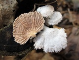 Schizophyllum commune