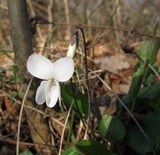 Viola bianca