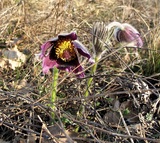 Pulsatilla