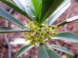 Daphne laureola