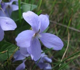 Viola suavis